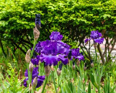 This calls for more irises