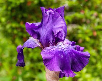 This calls for more irises