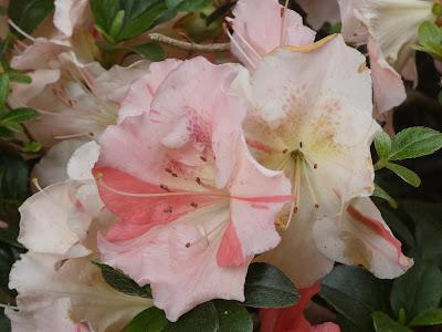Earth Laughs in Flowers