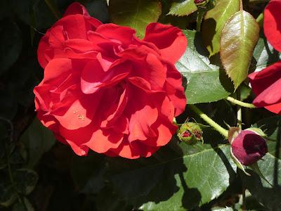 Earth Laughs in Flowers