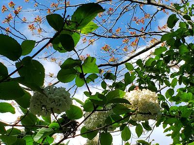 SPRINGTIME IN LONDON: A Walk in Hyde Park