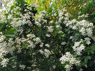 SPRINGTIME IN LONDON: A Walk in Hyde Park