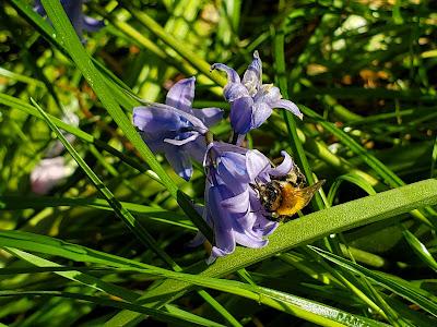 SPRINGTIME IN LONDON: A Walk in Hyde Park