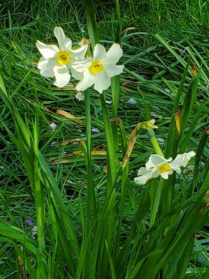 SPRINGTIME IN LONDON: A Walk in Hyde Park