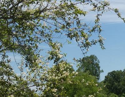 The Fragrant Air
