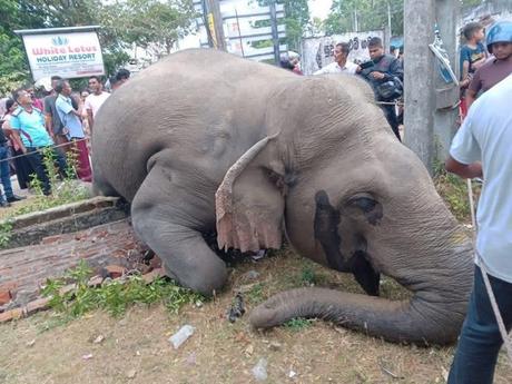 elephant Gallella 1