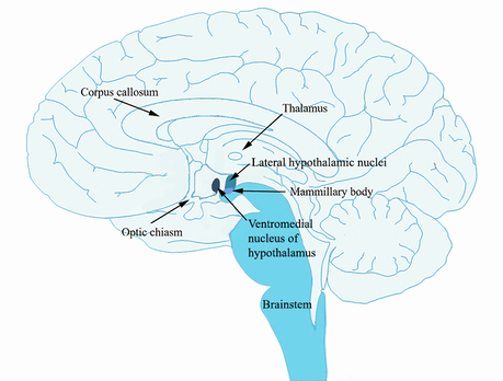Understanding & Controlling Aggression | Huberman Lab Notes [2026]