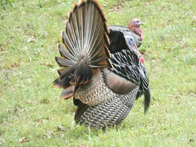 Turkeys (non-political)