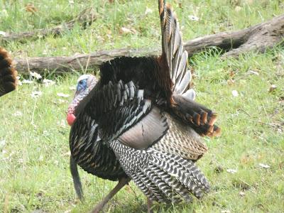 Turkeys (non-political)