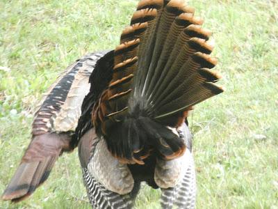 Turkeys (non-political)