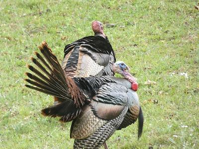 Turkeys (non-political)