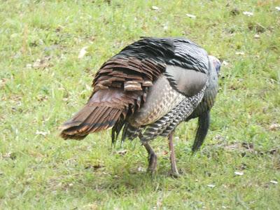 Turkeys (non-political)