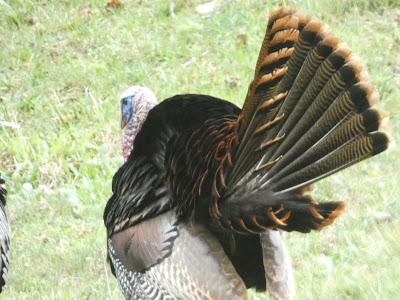Turkeys (non-political)