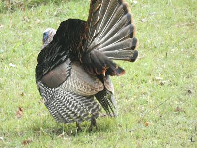 Turkeys (non-political)