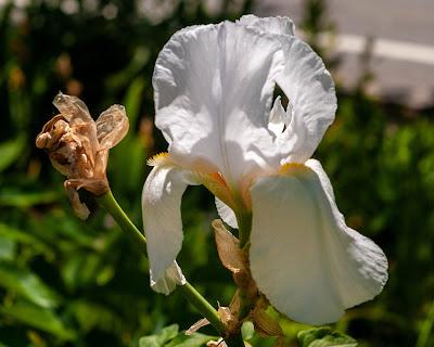 Three flowers