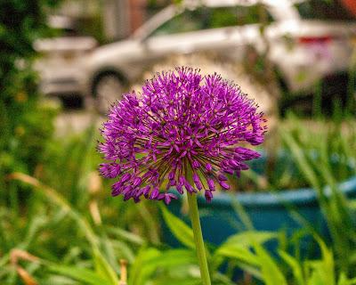 Three flowers