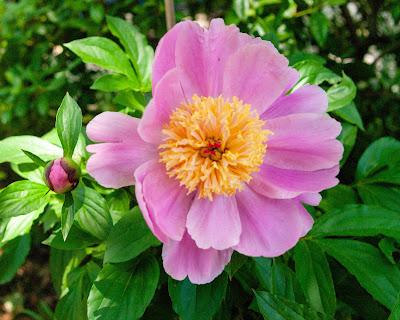Three flowers
