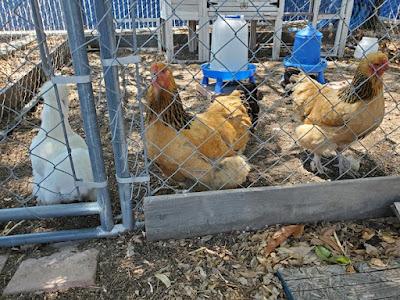WIGGLY WORMS AND NEWLY HATCHED CHICKS: A Visit with Mrs. Best’s Kindergarten Class