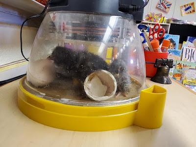 WIGGLY WORMS AND NEWLY HATCHED CHICKS: A Visit with Mrs. Best’s Kindergarten Class