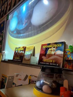 WIGGLY WORMS AND NEWLY HATCHED CHICKS: A Visit with Mrs. Best’s Kindergarten Class