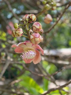 SRI LANKA, BEAUTIFUL GARDENS and MORE, Part 1:  A Guest Post by Susan Kean