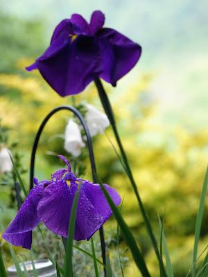 Japanese Iris