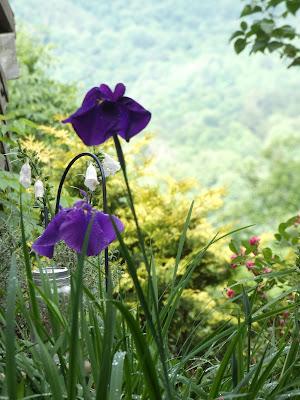 Japanese Iris