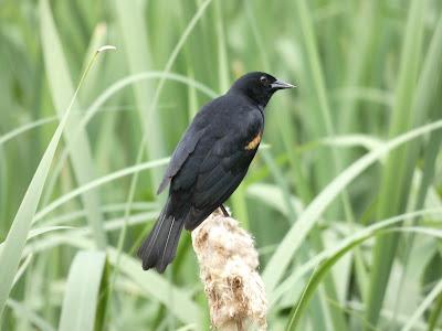 Stalking the Red Winged Blackbird