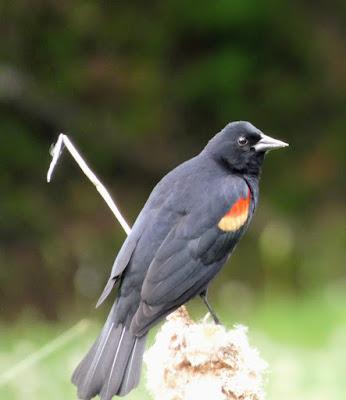 Stalking the Red Winged Blackbird
