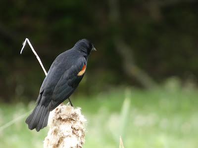 Stalking the Red Winged Blackbird