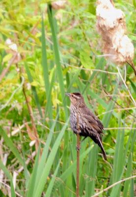 Stalking the Red Winged Blackbird