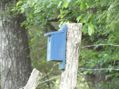 Stalking the Red Winged Blackbird