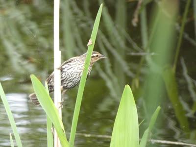 Stalking the Red Winged Blackbird