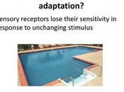 Unveiling Phenomenon: Understanding Decreased Sensitivity Constant Stimulus