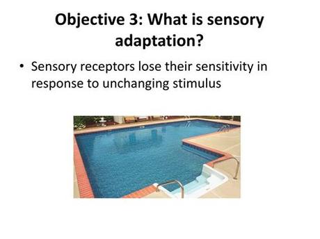 Decreased Sensitivity To An Unchanging Stimulus Is Known As