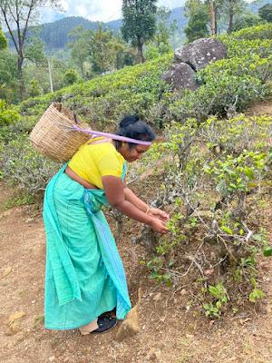 SRI LANKA--BEAUTIFUL GARDENS, TEA PLANTATIONS and MORE, Part 2:  A Guest Post by Susan Kean