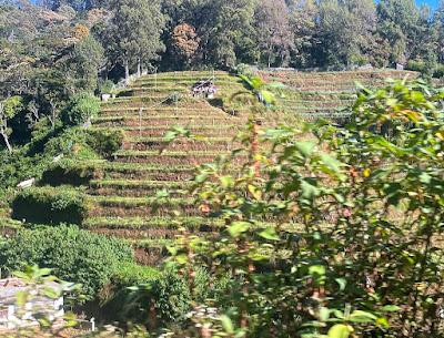 SRI LANKA--BEAUTIFUL GARDENS, TEA PLANTATIONS and MORE, Part 2:  A Guest Post by Susan Kean