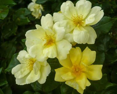 Three diverse flowers