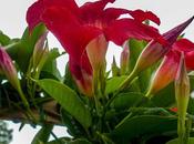 Three Diverse Flowers