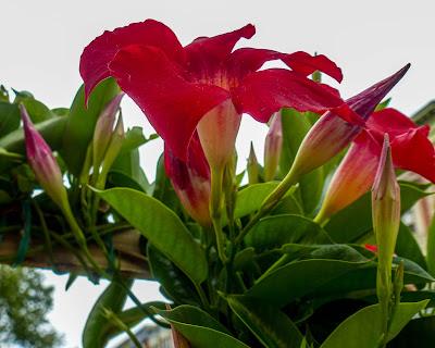 Three diverse flowers