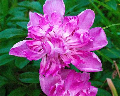 Three diverse flowers