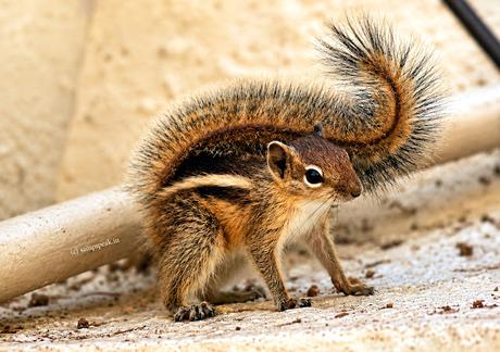 fluffy tail of a Squirrel !!!