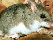 White-footed Mice Prefer Native Plants