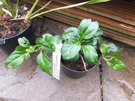 Pachysandra axillaris 'Crug Cover'