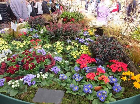 Caths Garden Plants