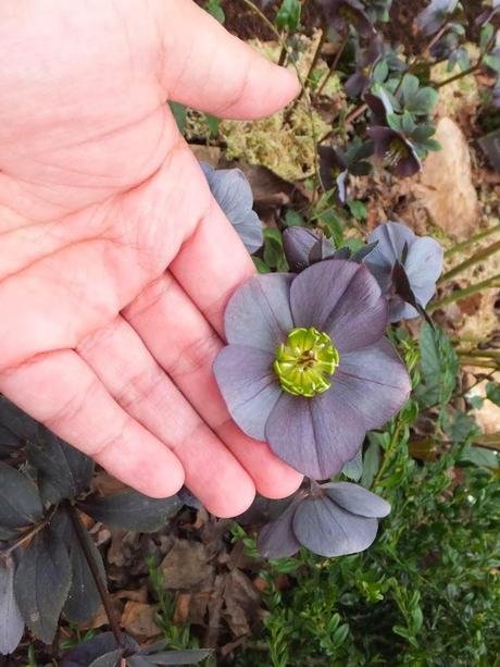 Helleborus x orientalis 'Slate'