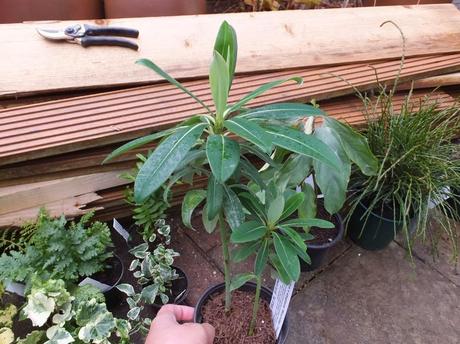 Euphorbia 'Roundway Titan'