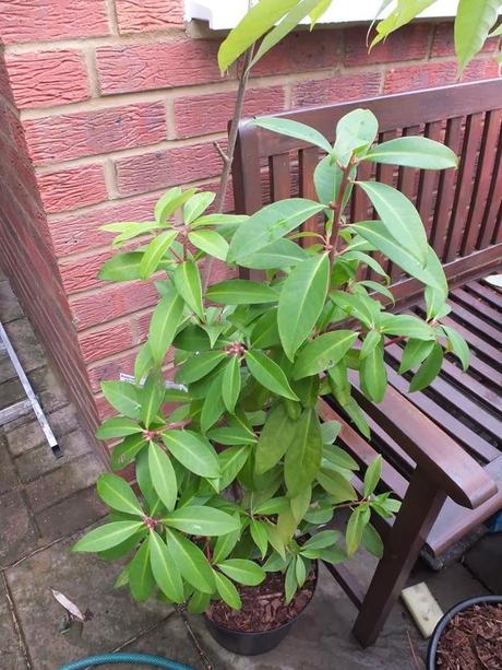  Illicium simonsii 