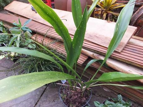 Aspidistra aff. daibuensis 'Tidy Trim'