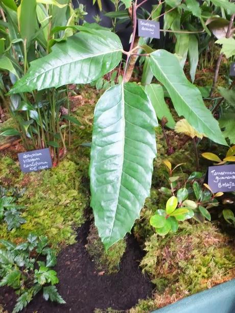 Schefflera delavayi